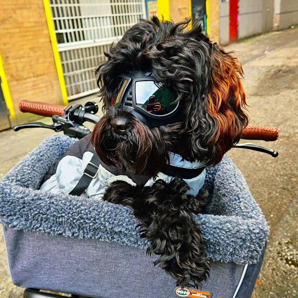 a black, wavy-haired dog with orange ears is wearing tinted goggles and headphones while using a turntable